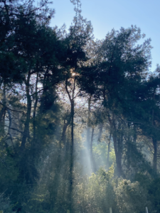 Beams-of-light-nature-forest