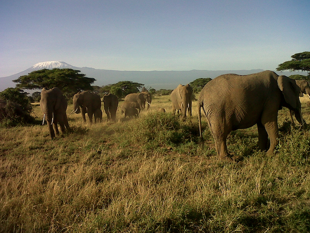 Elephant-Herd-Mount-Klimanjaro-Kenya